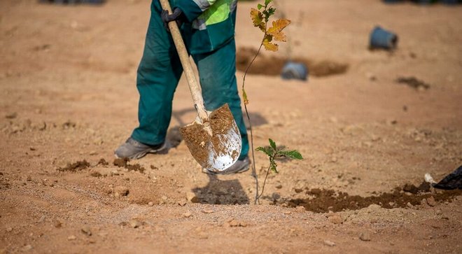 درخت بانی به‌جای درختکاری در اصفهان