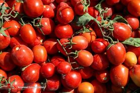 چرا گوجه فرنگی گران شد؟