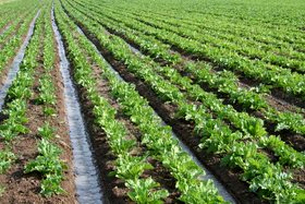 آموزش خدمات کشاورزی پهپادی و اشتغالزایی برای مددجویان اصفهانی