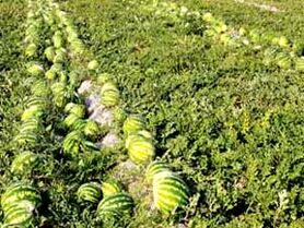 اصحاب کهف همچنان در خواب  