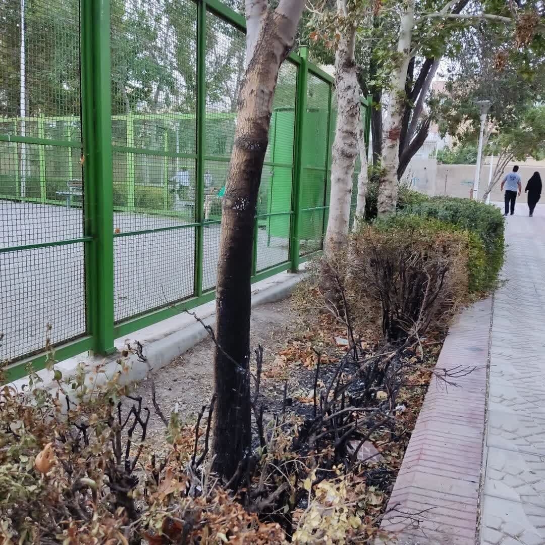    تیشه بی مهری و تنش آبی بر تن درختان اصفهان