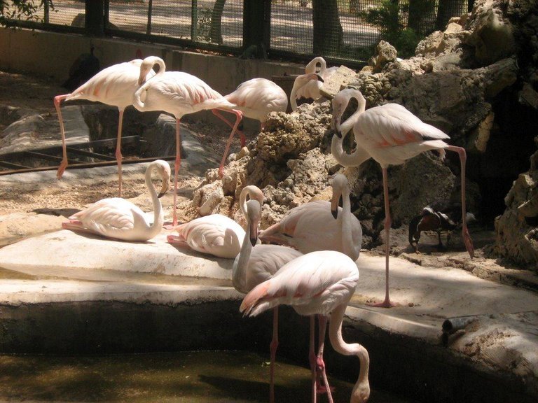    باغ پرندگان یا  جهنمی برای پرندگان؟!