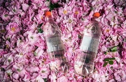 گلاب گیری از گل های برداشت شده از کویر آران و بیدگل آغاز شد