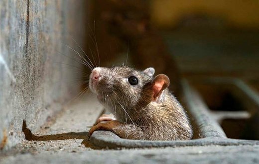 شهر موش‌ها!  