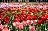 ششمین نمایشگاه تخصصی گل و گیاه در محل نمایشگاه‌های بین‌المللی استان اصفهان برگزار می‌شود