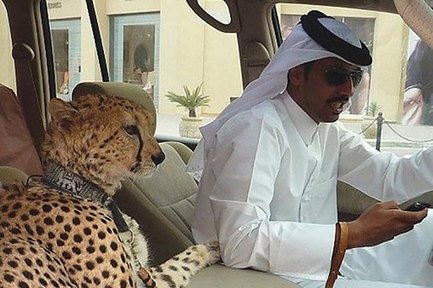 ماجرای حضور ببر در خیابان‌های تهران چه بود؟