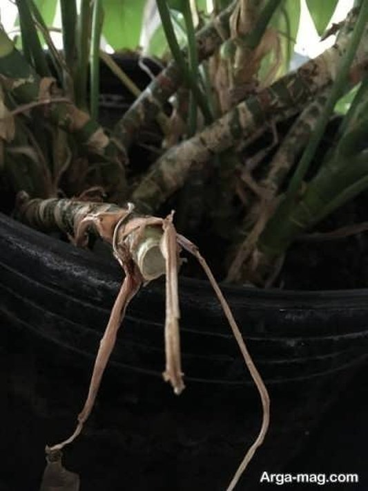 آموزش تکثیر و قلمه زدن آگلونما و پرورش آن