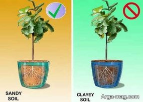 کاشت درخت انجیر و روش های تکثیر و پرورش آن