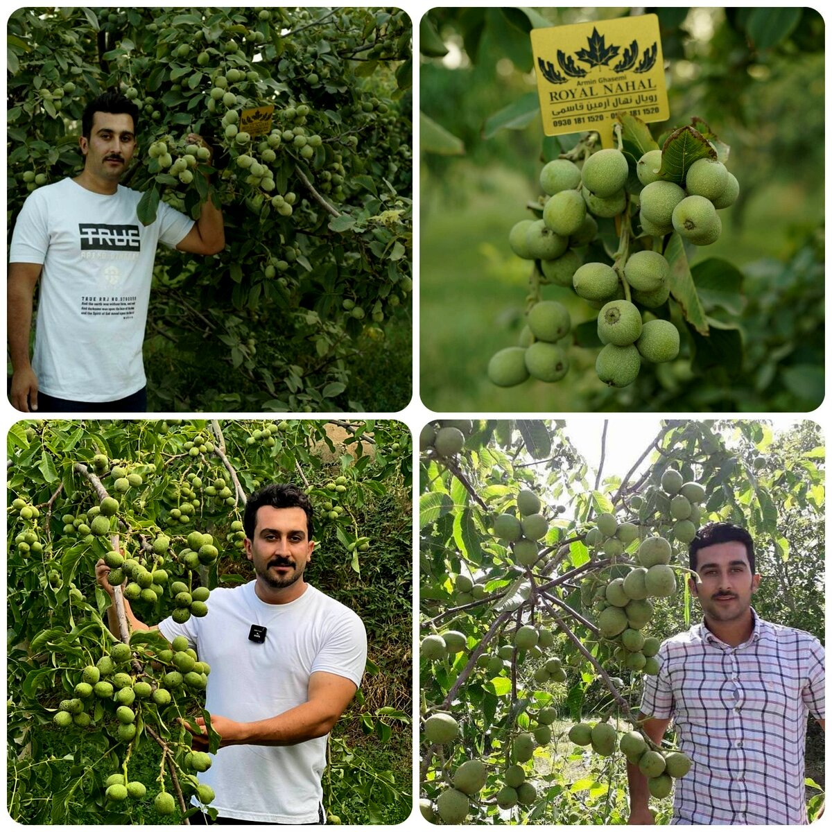 بهترین نهال ها، ثروتی پنهان برای آینده