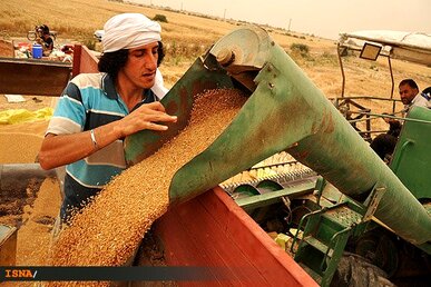 عدالت در پرداخت خریدهای تضمینی گندم رعایت شود