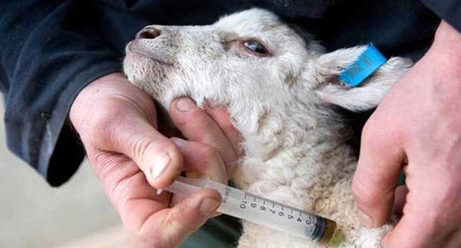 جهش خیره‌کننده ایمن‌سازی سرمایه‌های دامی در اصفهان؛ تزریق بیش از ۱۰ میلیون دوز واکسن در ۱۰ ماه