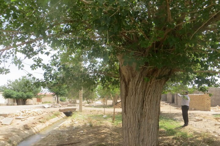 درخت کهنسال سردار" در نطنز، در فهرست آثار طبیعی ملی ایران ثبت شد؛ گامی در حفاظت از میراث زیستی اصفهان