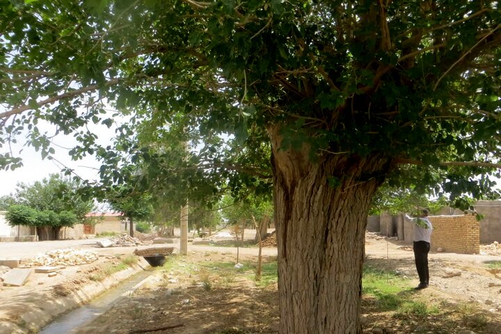 درخت کهنسال سردار" در نطنز، در فهرست آثار طبیعی ملی ایران ثبت شد؛ گامی در حفاظت از میراث زیستی اصفهان