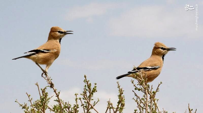 نغمه‌هایی در باد: صدای پرندگان اصفهان در آیینه شعر پارسی