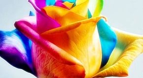 تعبیر خواب گل: هر رنگ گلی چه پیامی برای شما دارد؟