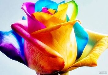 تعبیر خواب گل: هر رنگ گلی چه پیامی برای شما دارد؟