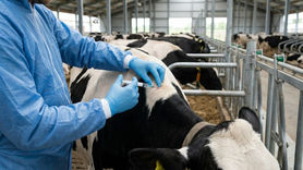 سد آهنین اصفهان در برابر «سونامی خاموش» دامی؛ مهار تب برفکی با ۴ میلیون دُز واکسن و تدابیر اضطراری