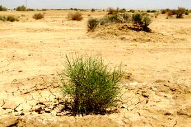 ائتلاف صنعت و منابع طبیعی برای نجات اصفهان؛ از تعهد ۱۵۰۰ هکتاری بیابان‌زدایی تا خلاء اعتبار ۷ هزار میلیارد تومانی