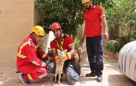 نجات 2 روباه در خیابان چهارباغ پایین 