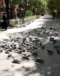 مردی که با یک‌مشت گندم، پرواز را به اصفهان برگرداند