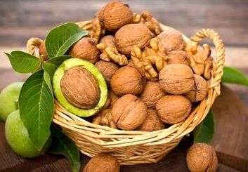تعبیر خواب گردو|نماد ثروت، فرزند،علم یا هشدار؟ بررسی معبران