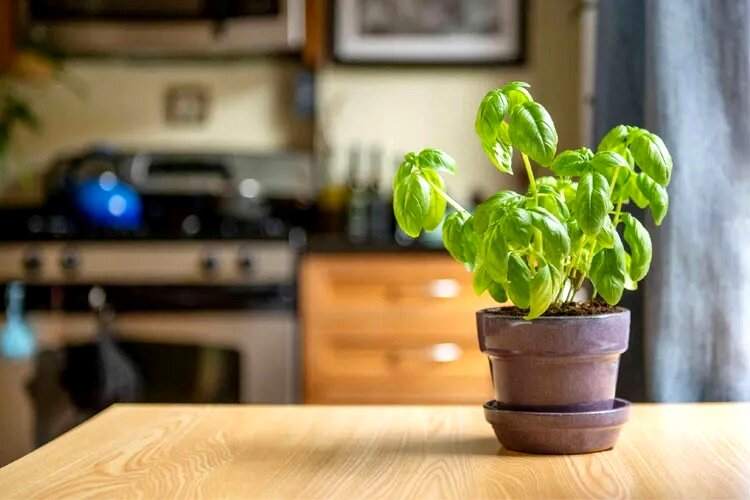 پرورش ریحان: راهنمای گام به گام کاشت در گلدان و باغچه برای برداشت ریحان تازه و معطر