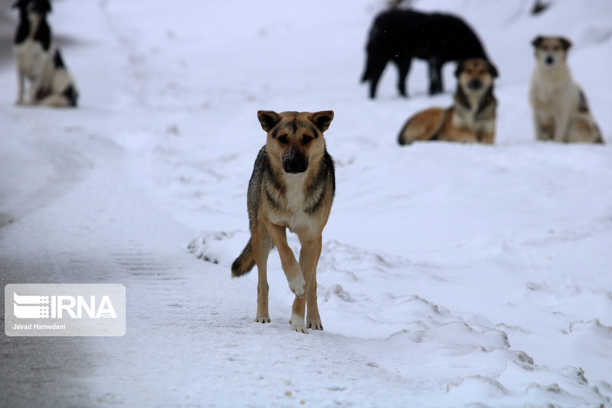 زمستانی که گرگ‌ها به دروازه‌های اصفهان رسیدند
