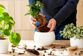 5 نشانه برای تعویض خاک گلدان