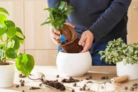 5 نشانه برای تعویض خاک گلدان